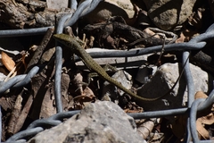 Algyroides nigropunctatus