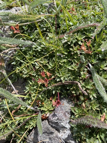 Androsace laevigata, photograph 2