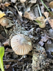 Entoloma formosum