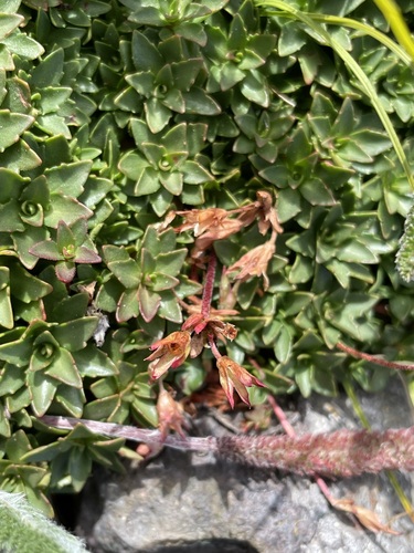 Androsace laevigata, photograph 1