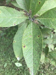 Chionanthus virginicus