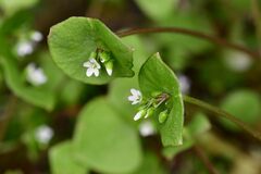 Claytonia perfoliata