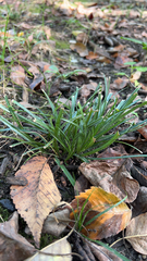 Carex pedunculata