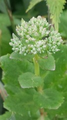 Hylotelephium telephium