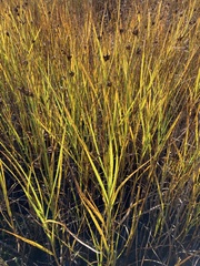 Bolboschoenus maritimus