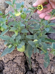 Physalis angulata
