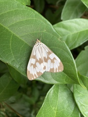 Nyctemera adversata