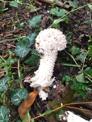 Saproamanita vittadinii