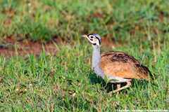 Eupodotis senegalensis