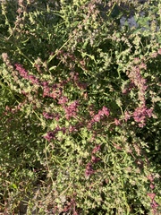 Atriplex littoralis