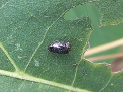 Trachys auricollis