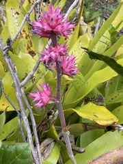 Bromeliaceae