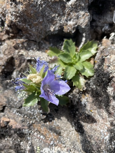 Image of Campanula piperi by (c) Matt Berger, some rights reserved (CC BY)