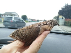 Coturnix coturnix