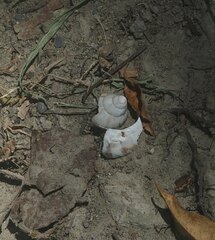 Lissachatina fulica