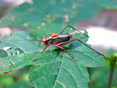 Barbitistes serricauda