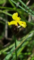 Xyris montana