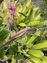 Bromeliaceae