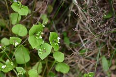 Claytonia perfoliata