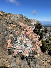 Eriogonum ovalifolium
