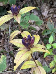 Gentiana clausa