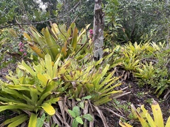 Bromeliaceae