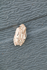 Hyperolius marmoratus