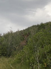 Odocoileus