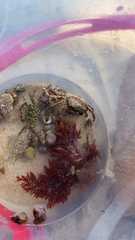 Pachygrapsus marmoratus