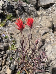 Castilleja miniata miniata
