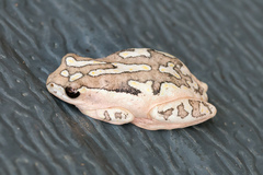 Hyperolius marmoratus