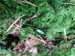 Protaetia speciosissima