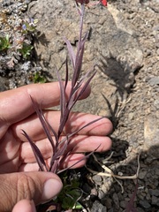 Castilleja miniata miniata