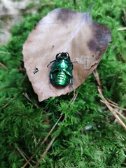Protaetia speciosissima