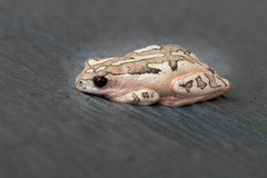 Hyperolius marmoratus