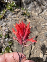 Castilleja miniata miniata
