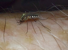 Aedes trivittatus