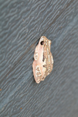 Hyperolius marmoratus