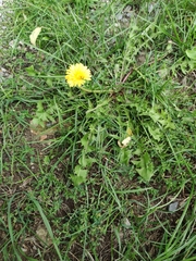 Taraxacum