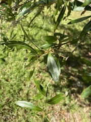 Quercus phellos