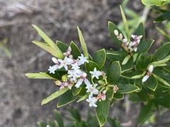 Styphelieae