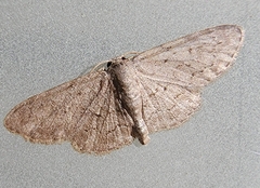 Idaea violacearia