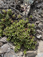 Penstemon davidsonii
