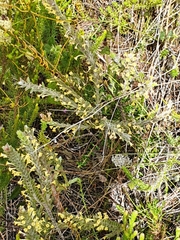Struthiola tomentosa