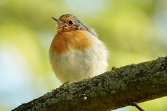 Erithacus rubecula