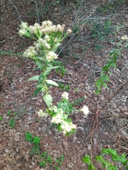 Brickellia eupatorioides