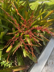 Aechmea blanchetiana