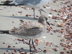 Leucophaeus atricilla
