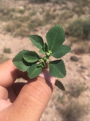 Euphorbia exstipulata