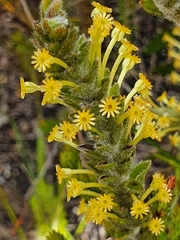 Struthiola tomentosa